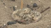 Little Tern conservation project has 'successful season'