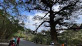 玉管處與臺大實驗林管理處聯手 保護塔塔加900歲大鐵杉 | 蕃新聞