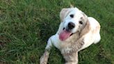 Golden Retriever Finds the Perfect Stick and Plops Down in the Mud to Enjoy It