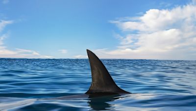 7-Foot Shark Swims at Full Speed Toward Shore Full of Stunned Beachgoers in Spain