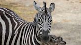 Zebra on the loose near Seattle interstate after four escape from trailer