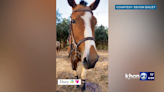 Beloved horse shot with arrow in Hawaii. Now grieving family seeks answers