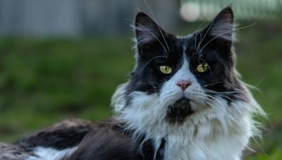 Bird-Watching Maine Coon Cat Is Totally Mesmerized After Spotting First Kookaburra
