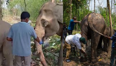 Anant Ambani's Vantara Saves Ailing Mother Elephant And Calf In Tripura