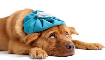 Montgomery County Animal Services closed until further notice after canine influenza outbreak