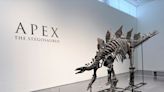 Apex: Largest stegosaurus skeleton ever found to fetch millions at auction