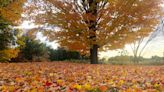 Vermonter's choice: The four best hikes to view fall foliage this year