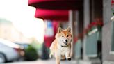 Shiba Inu Is Outperforming Bitcoin in 2024, and It's Not Even Close. But Does That Make It a Buy? | The Motley Fool