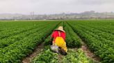 Undocumented California farmworkers would get path to state residency under new proposal