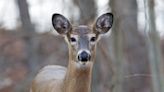 Deer and Bunny Having ‘Bambi and Thumper’ Moment Brings All the Disney Vibes