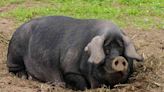 Wisconsin Family Finds Lost 450-Lb. Pig Named Kevin Bacon, Lures Him Back Home with Oreos