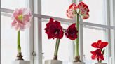 How to Care for Amaryllis Plants This Christmas and Beyond