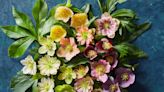 19 of the Prettiest Hellebore Varieties to Grow for Cold-Season Color