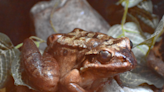 Akron Zoo mourns death of Dominic its resident mountain chicken frog