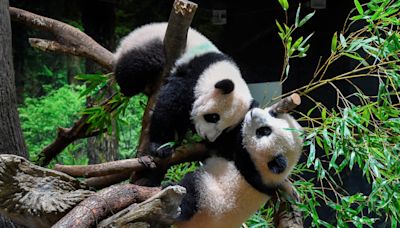 上野動園明星動物剩2隻 力力真真9月底要回中國