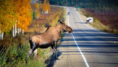 Why Are Moose Dangerous, Even More Threatening Than Bears?