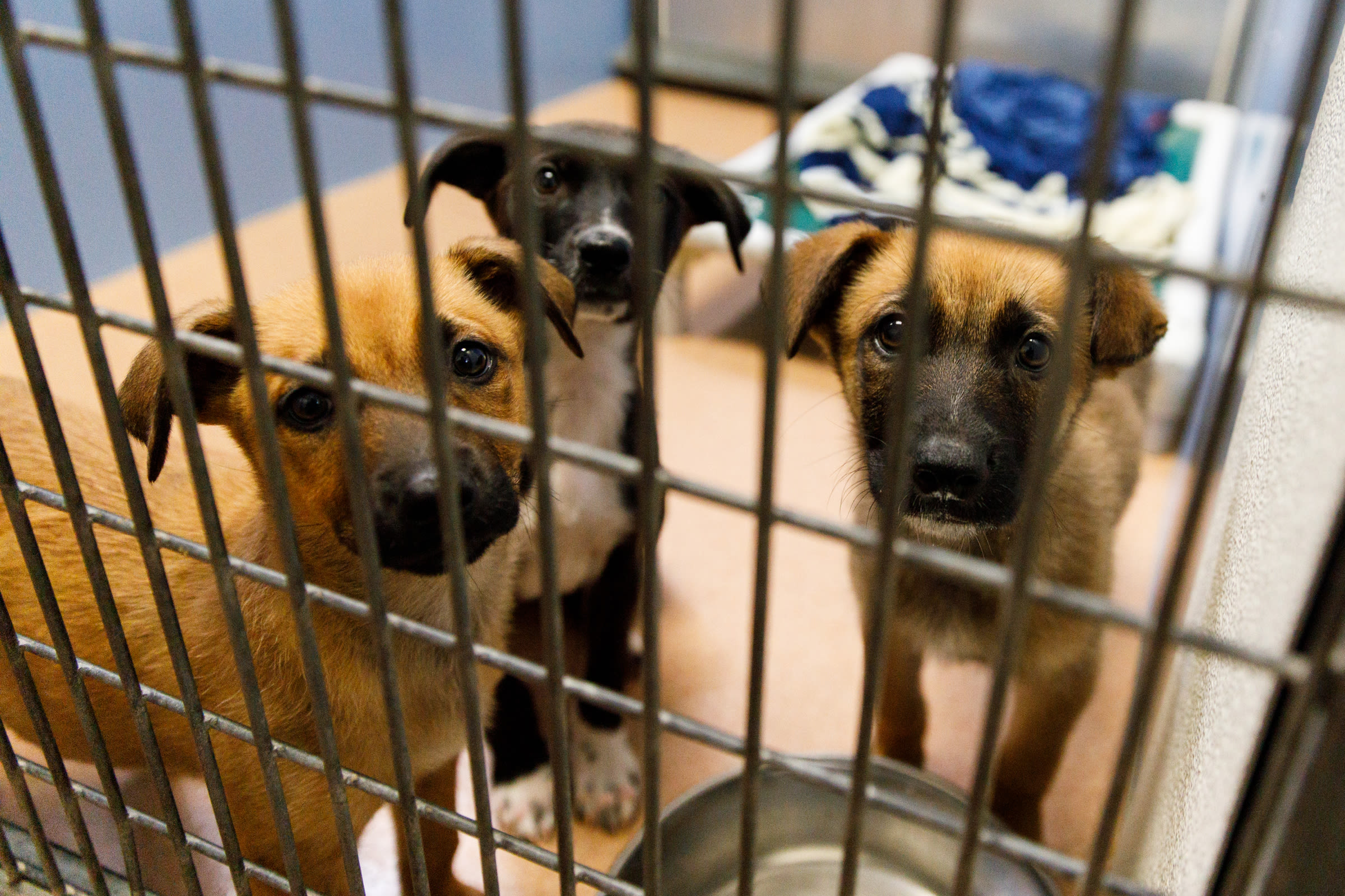 Shelters overwhelmed with animals, prompting first ever ‘state of emergency’ declaration