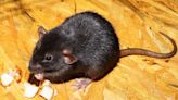 Georgia researchers report rats carrying rat lungworm near Atlanta