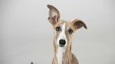 Galgo Inglés o Greyhound: consejos y cuidados sobre el perro más rápido del mundo