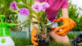 Gardening expert shares the nine jobs you should complete before June