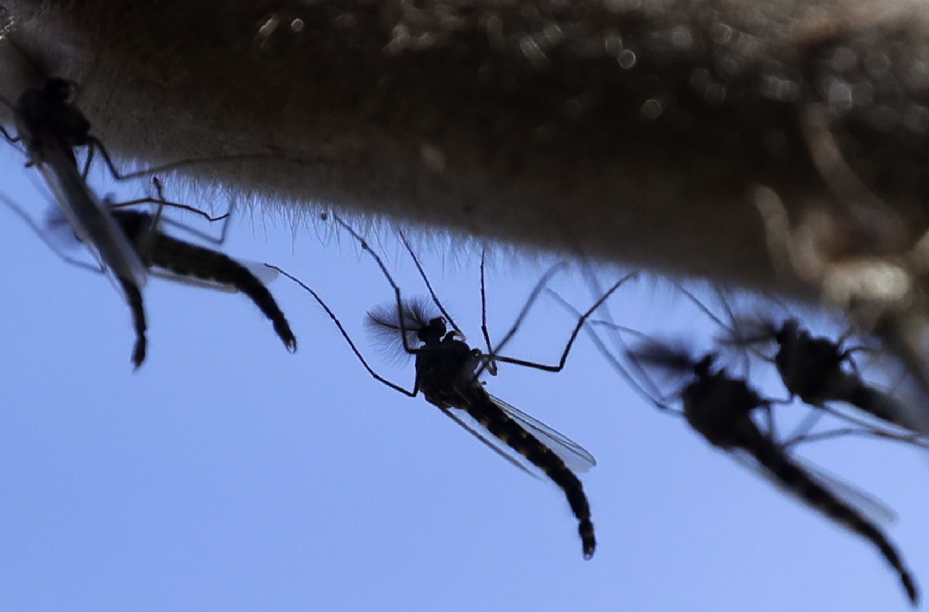 Move over, cicadas, Wisconsinites have other bugs to dodge. What about mayflies, or lake flies?