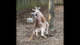 Playful kangaroos tussle at Tennessee zoo, video shows. See the two box it out