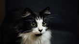 Professional Cat Photographer Dazzles Fans With Dramatic Pet Portraits