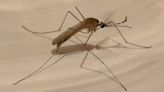 Great Bend schedules mosquito fogging