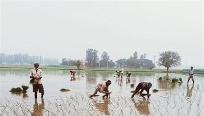 Paddy transplantation picks up after rains, may end by July 10