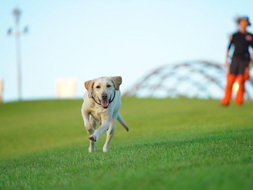 新北搜救犬「木蘭」病逝引唏噓（1） (圖)