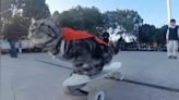 Watch: Skateboarding cat breaks speed record in China