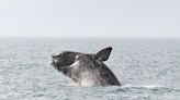 Researchers make crucial breakthrough with major whale mapping project: 'The recovery of large whales is key'