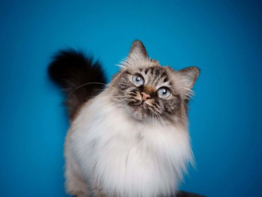 Longest-living cat breeds revealed by life expectancy study