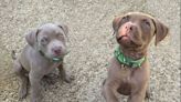Puppies named Turner and Hooch found abandoned near canal