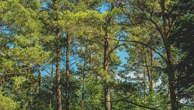 Vuelven las IV Jornadas “Sabiñánigo al natural” con cuatro salidas medioambientales