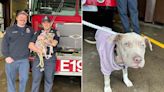 N.Y. Dog Who Lost Her Leg in a Car Accident Is Adopted by Her Firefighter Hero