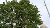 100-year-old big leaf maple tree to be removed on Capitol Campus Friday