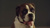 Buster the Boxer: Trampolining dog from John Lewis Christmas advert has died