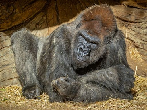 Winston, a beloved ailing gorilla at the San Diego Zoo Safari Park, dies at 52