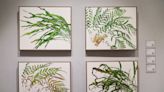 蒼蒼：植物系美展 發揮創意呈現多元