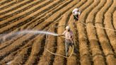 Récord de calor y fuertes lluvias en China plantean preocupaciones sobre la seguridad alimentaria
