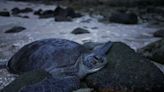 In Malaysia, warmer temperatures mean fewer male turtles, hurting conservation efforts