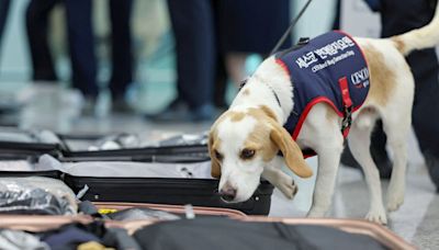 South Korea deploys bedbug sniffer dog at main airport to keep away critters from Paris Olympics