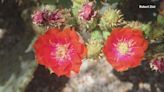 Expert talks about desert blooms as we approach summer in Arizona