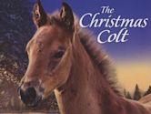 The Christmas Colt