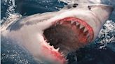 潛水客頭部遭大白鯊猛啃…牙齒脫落 竟是卡在頭骨上