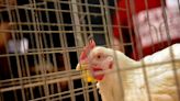 Detectan la gripe aviar en 37 condados de Florida. Así puede evitar la propagación