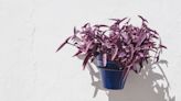 Is Your Purple Heart Plant Fading? Here's How to Revive It