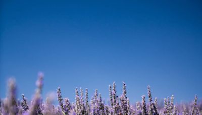 Lavender fields are blooming in Paso Robles. Here’s how to visit