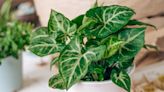 How to Care for the Arrowhead Plant, a Vining Variety That Thrives in Low Light